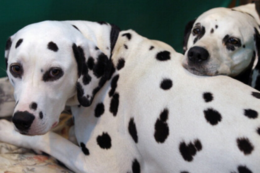Sind Dalmatiner gute Familienhunde?