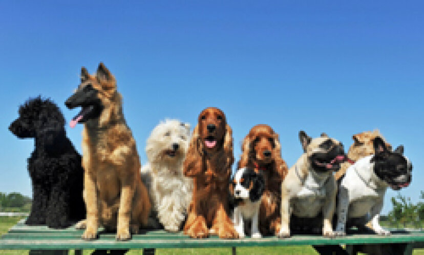 10 Tipps für die Auswahl eines neuen Familienhundes