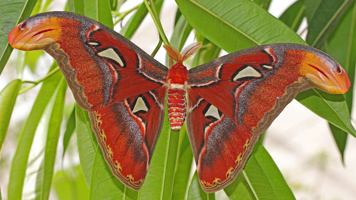 O Atlas Moth é um Behe-moth, mais 5 outros fatos
