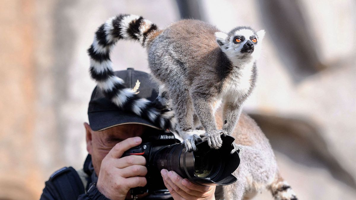 Twoje zdjęcia z wakacji mogą pomóc ocalić zagrożone gatunki