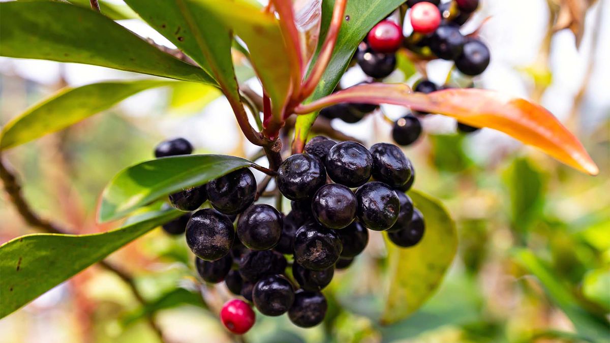 Le Maqui Berry n'est pas seulement un super aliment&nbsp;; C'est aussi un superfruit