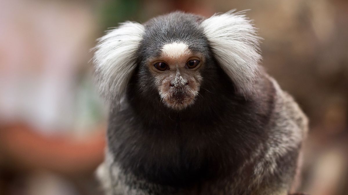 Marmosets เป็นลิงตัวเล็ก ๆ ที่อาศัยอยู่บนหลังคา