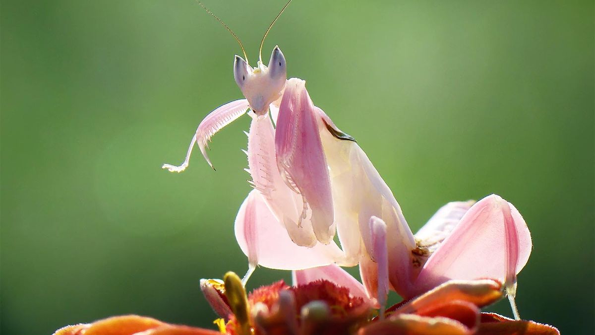 O louva-a-deus orquídea parece uma flor, 'pica' como uma abelha