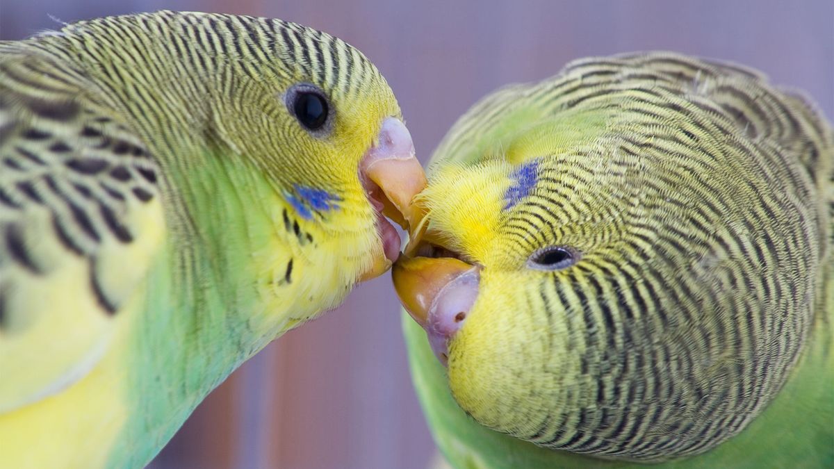 Волнистые попугайчики очень общительны и становятся отличными домашними животными