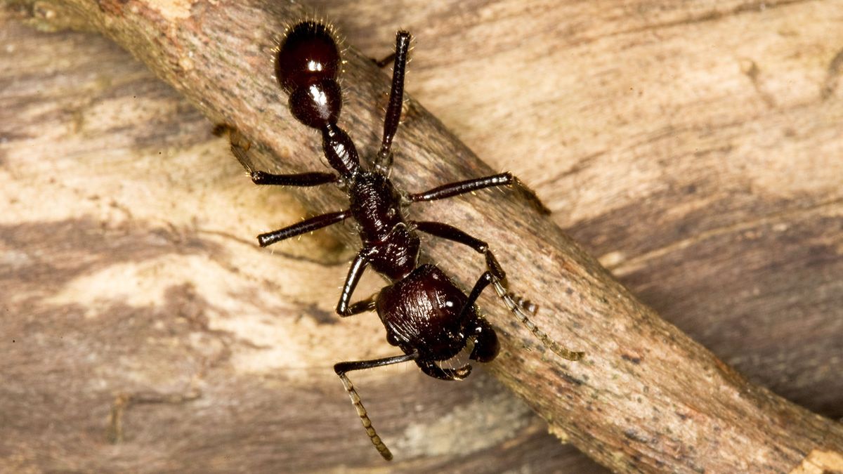 Жало муравья-пули наносит болезненный удар