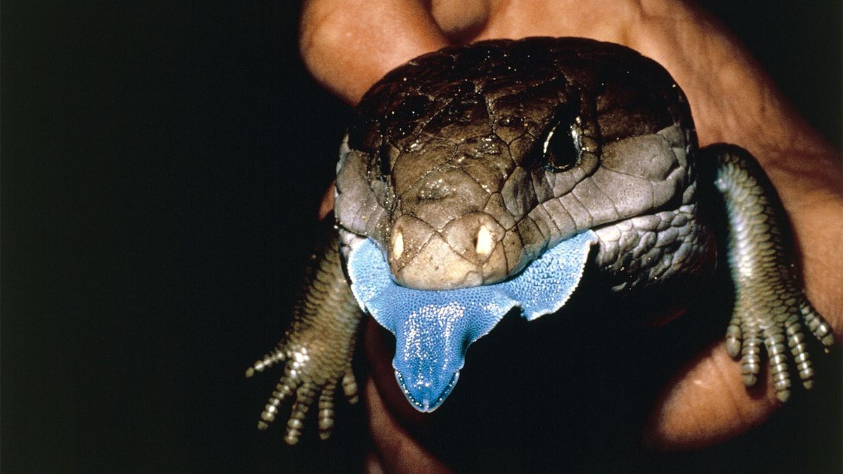 O lagarto de língua azul tem um coração de ouro