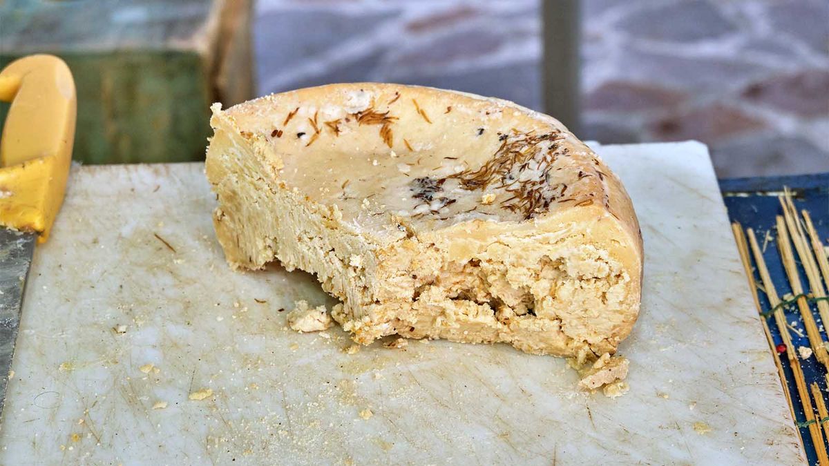 Czy zjadłbyś Casu Marzu, nielegalny ser z robakami?