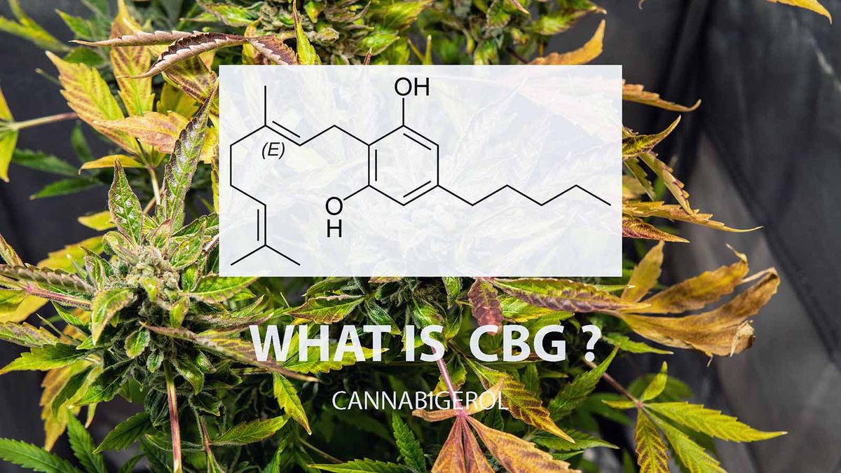 Apa yang Harus Diketahui Tentang CBG, Ibu dari Semua Cannabinoids