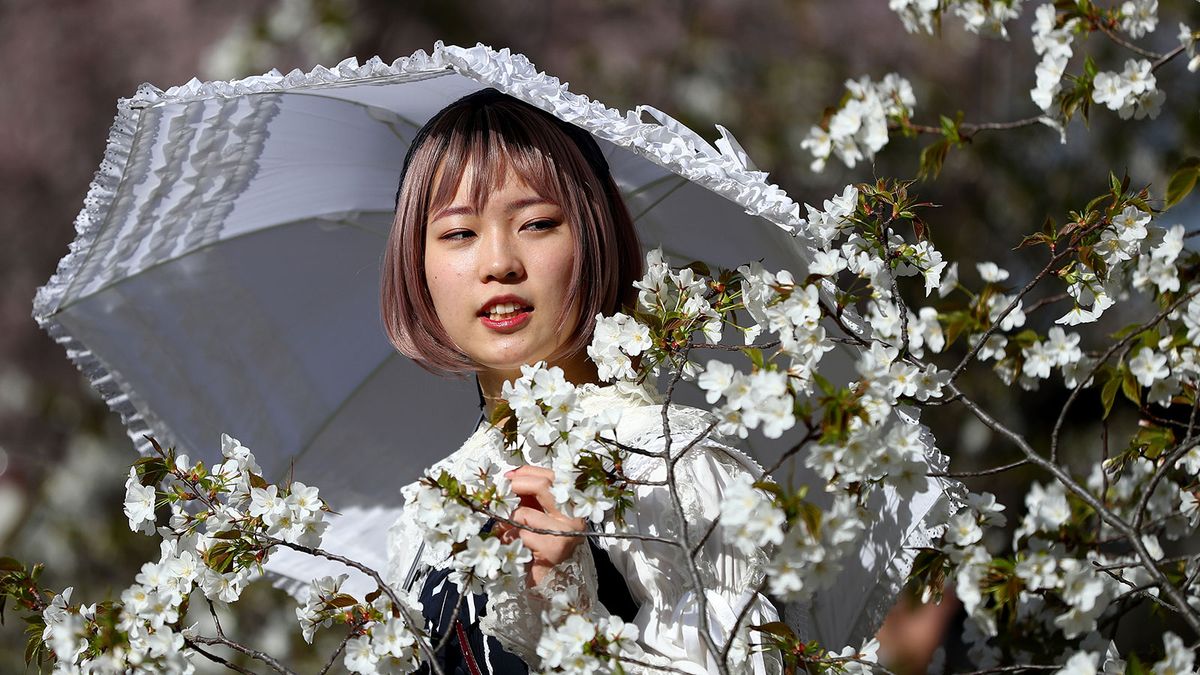 Kehidupan Bunga Sakura yang Sangat Singkat dan Simbolis