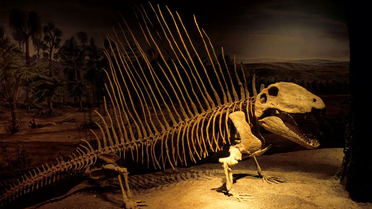 Pense Dimetrodon era um dinossauro? Pense de novo