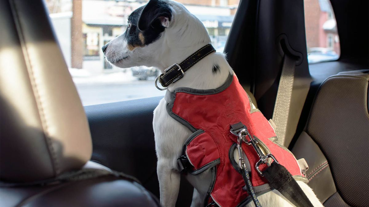 Anche i cani devono indossare le cinture di sicurezza. Ecco perché