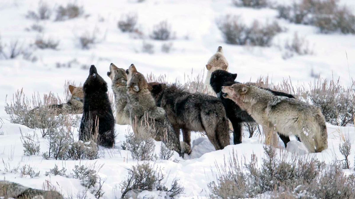 Graue Wölfe erhalten in weiten Teilen der USA wieder Bundesschutz