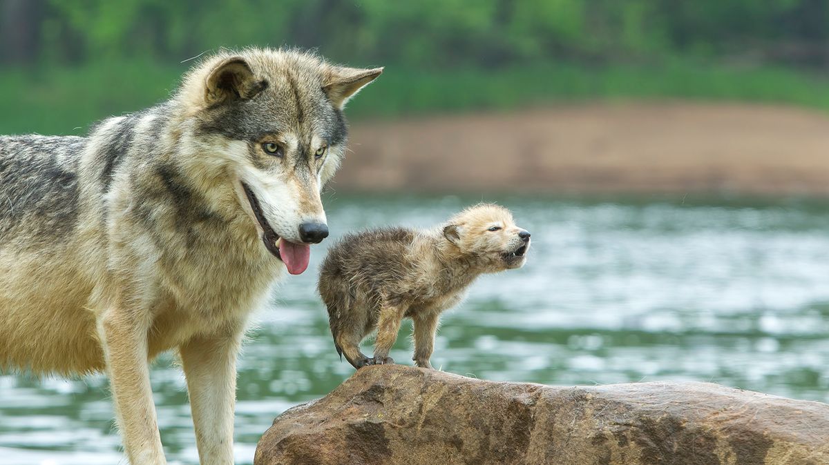 무게 기준으로 세계에서 가장 큰 늑대: 강하고 위험에 처한 늑대