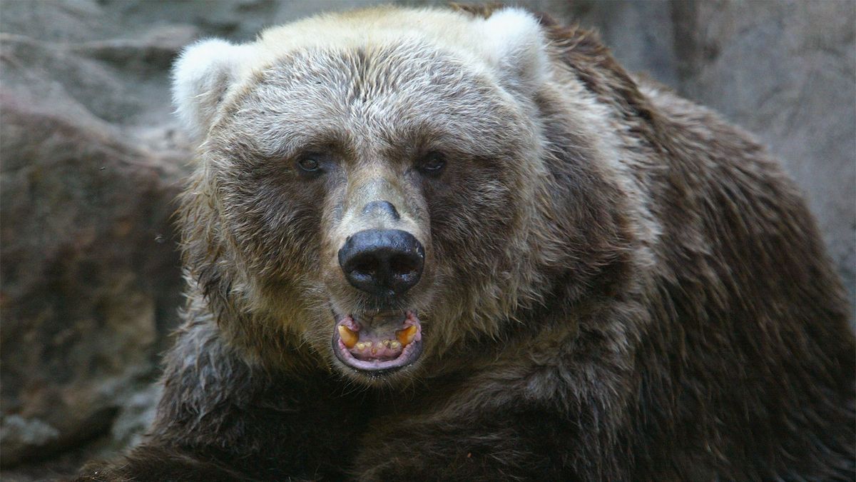 알래스카의 코디악 곰은 지구상에서 가장 큰 곰 중 하나입니다.