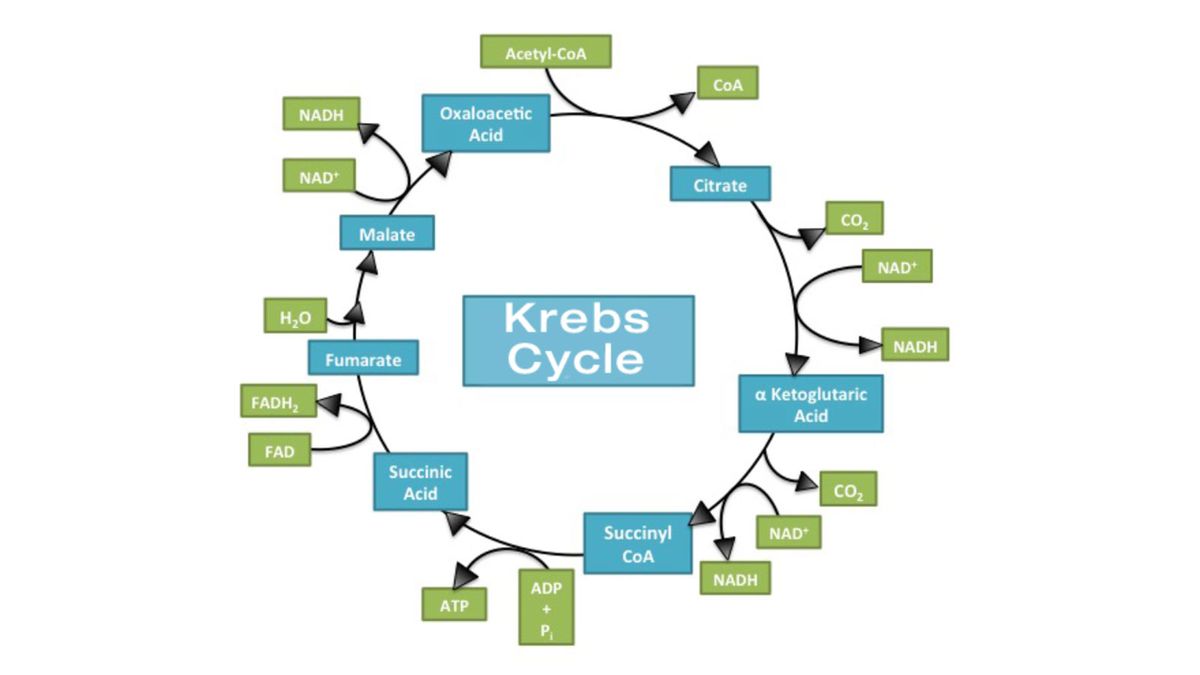 O que é o Ciclo de Krebs?