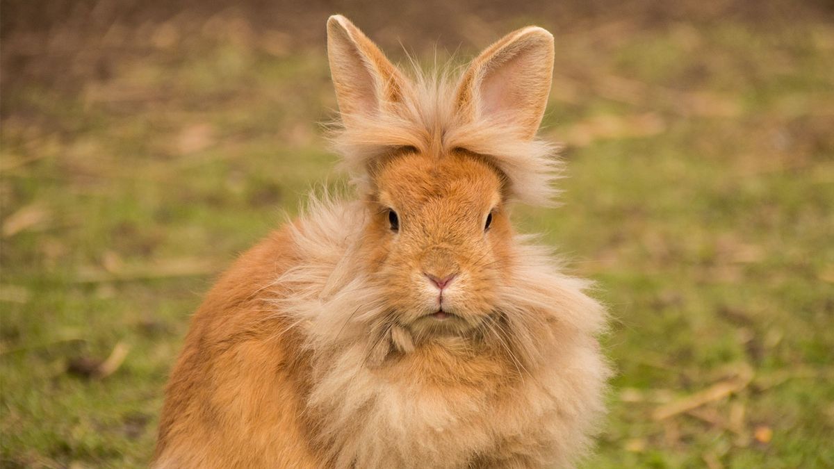 ライオンヘッドのウサギは素晴らしい髪をしていますが、彼らは素晴らしいペットですか？