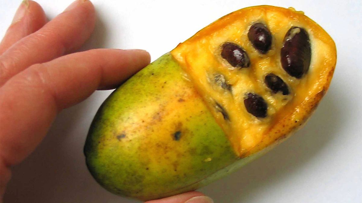 Pawpaws: A fruta esquecida que poderia usar um pouco de amor