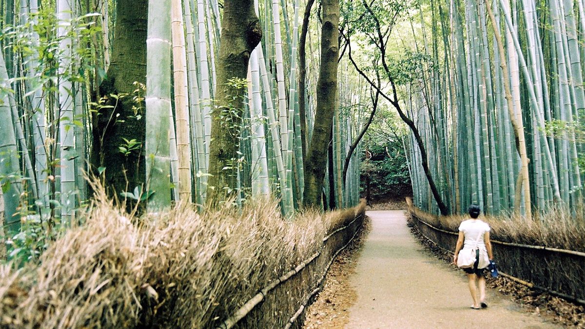 Shinrin-yoku: 삼림욕의 진정법
