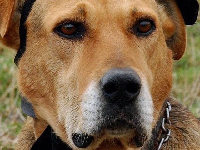 JEZEBEL EXCLUSIVE: собака Эндрю Ллойда Уэббера НАРУШАЕТ ей молчание
