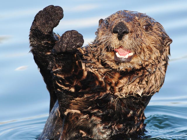 Otter haben sich dem Kampf des Ozeans gegen den Menschen angeschlossen