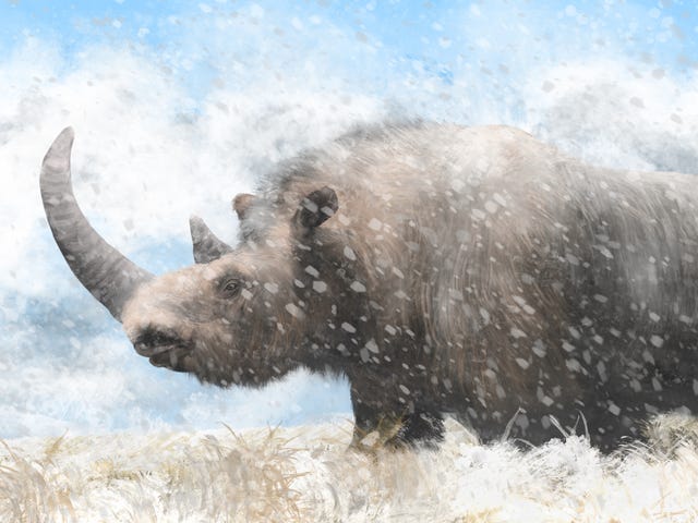 ADN de rinoceronte lanudo recuperado de excremento de hiena fosilizada