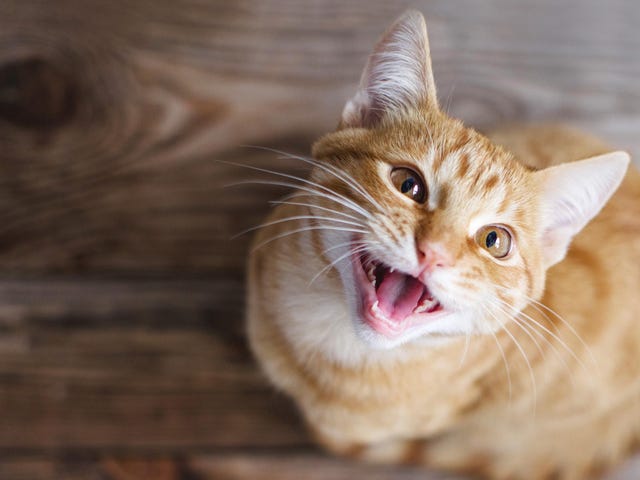 Votre chat sait quand vous utilisez votre voix « Cat Talk »