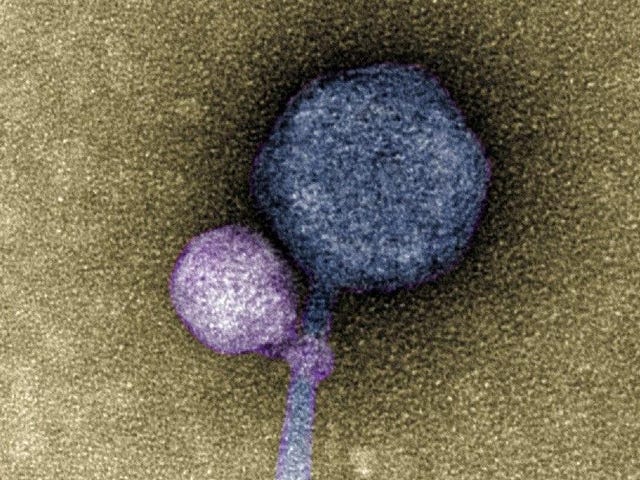 Los científicos descubren virus vampíricos que 'muerden' a otros virus para sobrevivir