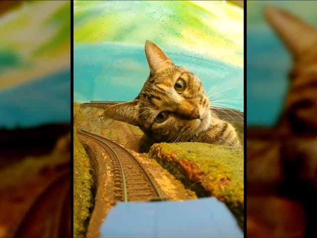 Tài khoản TikTok làm cho mèo IRL trông giống như Godzilla trên đường ray xe lửa mô hình