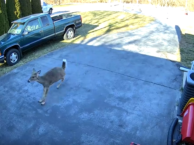 Immergiti nella maestosità della natura con questo video di un cervo che corre a capofitto contro la porta di un garage