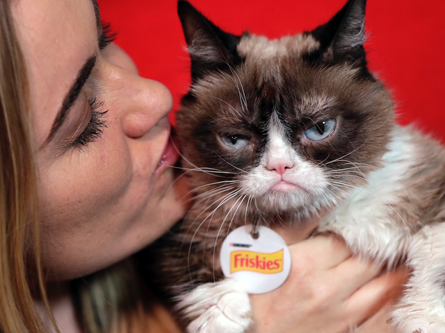 Grumpy Cat выиграл 700 000 долларов за нарушение авторских прав, поскольку мемы продолжают доминировать в американском обществе