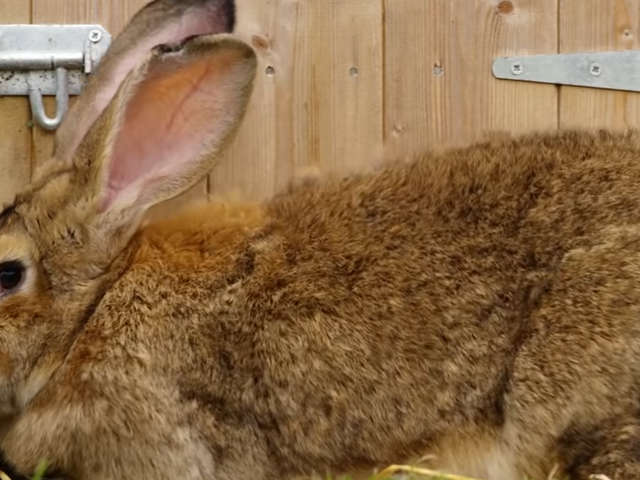 Porwany gigantyczny królik posiadający Rekord Guinnessa, być może ustanawiając nowy rekord dla większości porwanych gigantycznych królików