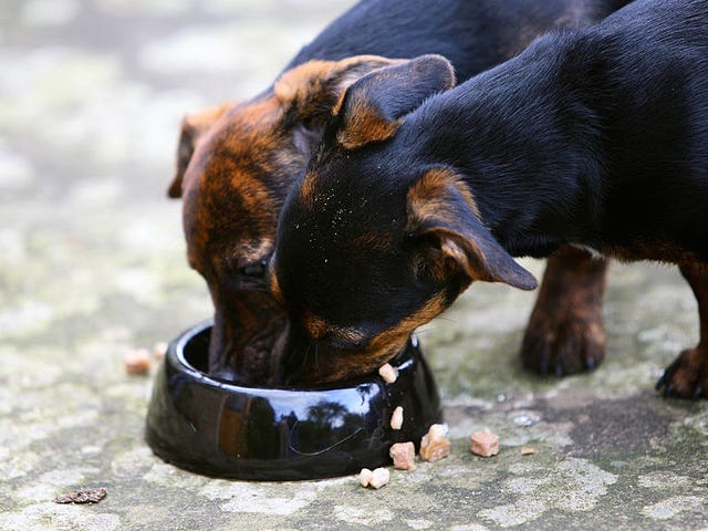 Apakah anjing Anda makan Midwestern Pet Foods? Anda mungkin perlu menanggapi penarikan produk ini.