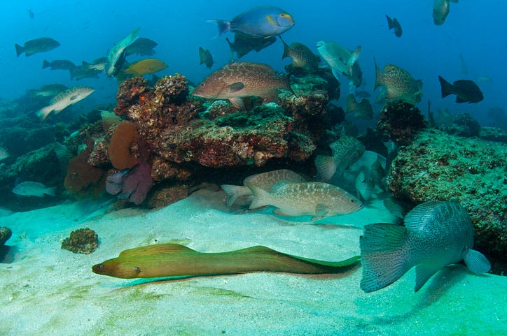 해양 생물 다양성이 중요한 이유는 무엇입니까?