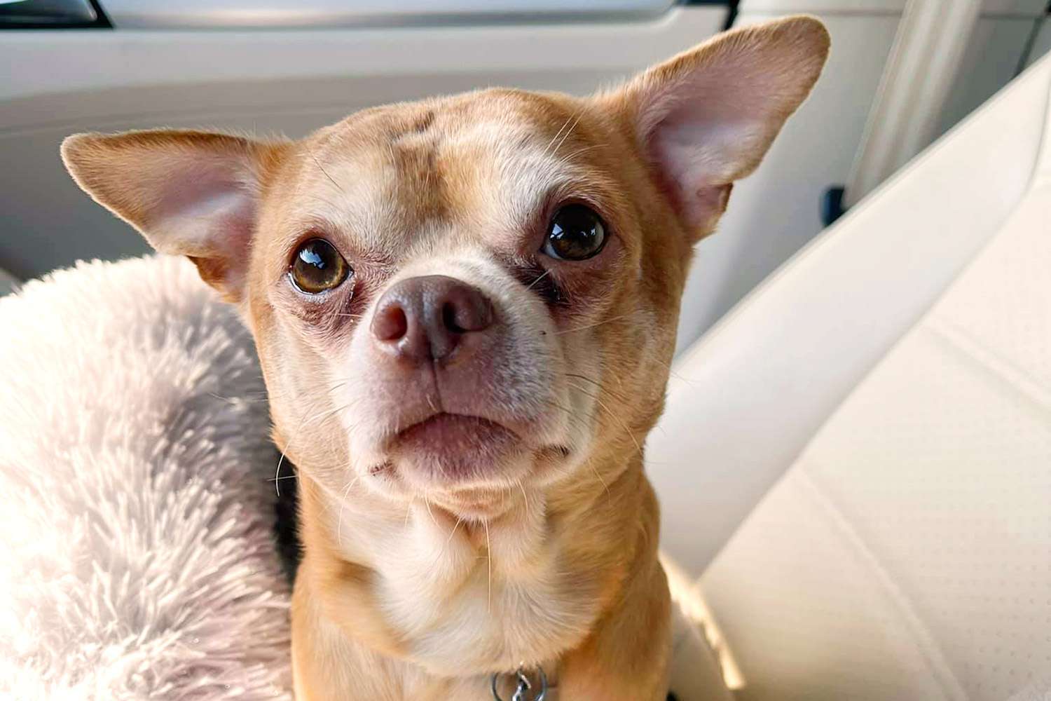 O novo dono do Chihuahua "Demoníaco" Prancer diz que a ajudou a se curar de um trauma anterior