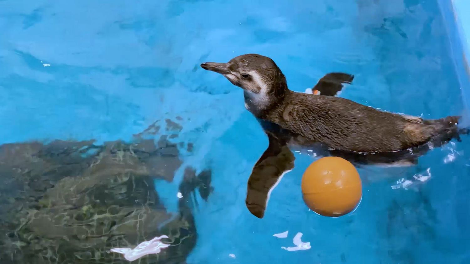 UHR: Shedd Aquariums süßes Quartett neuer Pinguinküken genießt ihr erstes Schwimmen