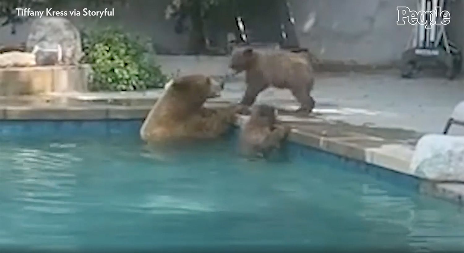 Cachorro treinado para tocar a campainha para alertar o proprietário da família de ursos na piscina de seu quintal