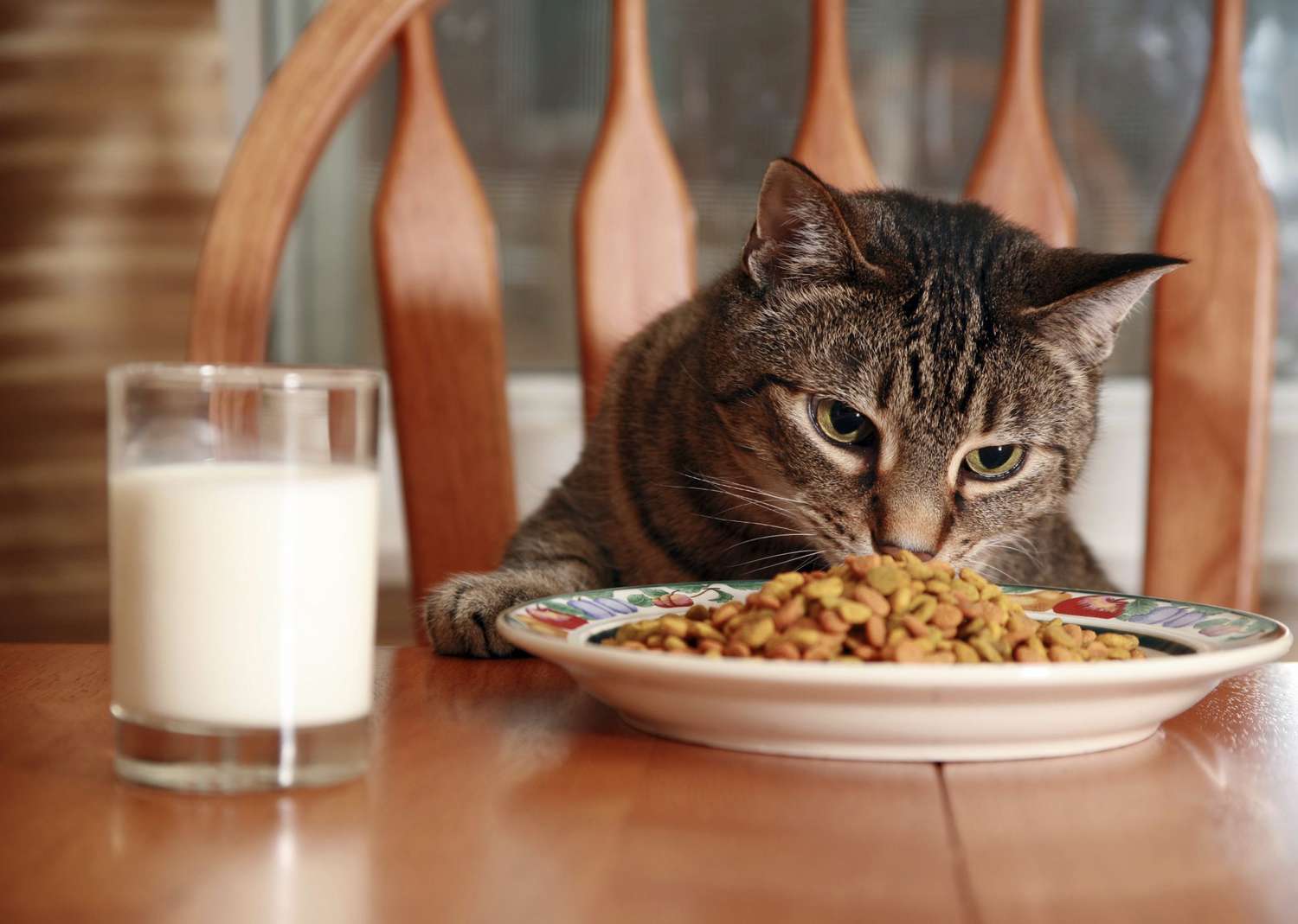 Ao contrário de outros animais de estimação, os gatos preferem receber refeições gratuitas em vez de trabalhar para sua comida, estudo descobriu