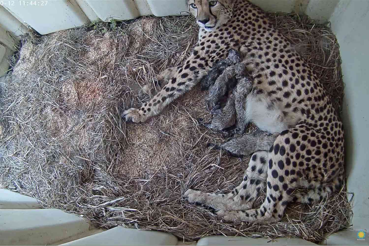 Смитсоновский национальный зоопарк объявляет о рождении 5 очаровательных детенышей гепарда: «Очень приятно»