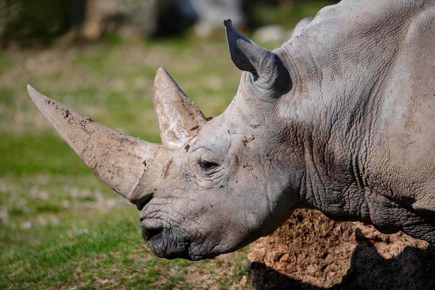 54-летний дедушка Тоби, самый старый из известных белых носорогов в мире, умер в итальянском зоопарке