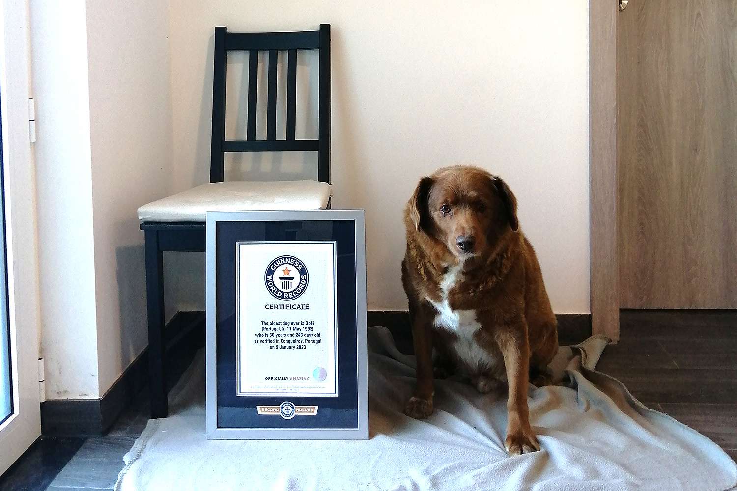 ลูกสุนัขวัย 30 ปีจากโปรตุเกสได้รับการเสนอชื่อให้เป็นสุนัขที่มีอายุมากที่สุดในโลกหลังจากสุนัขตัวสุดท้ายคว้าตำแหน่ง