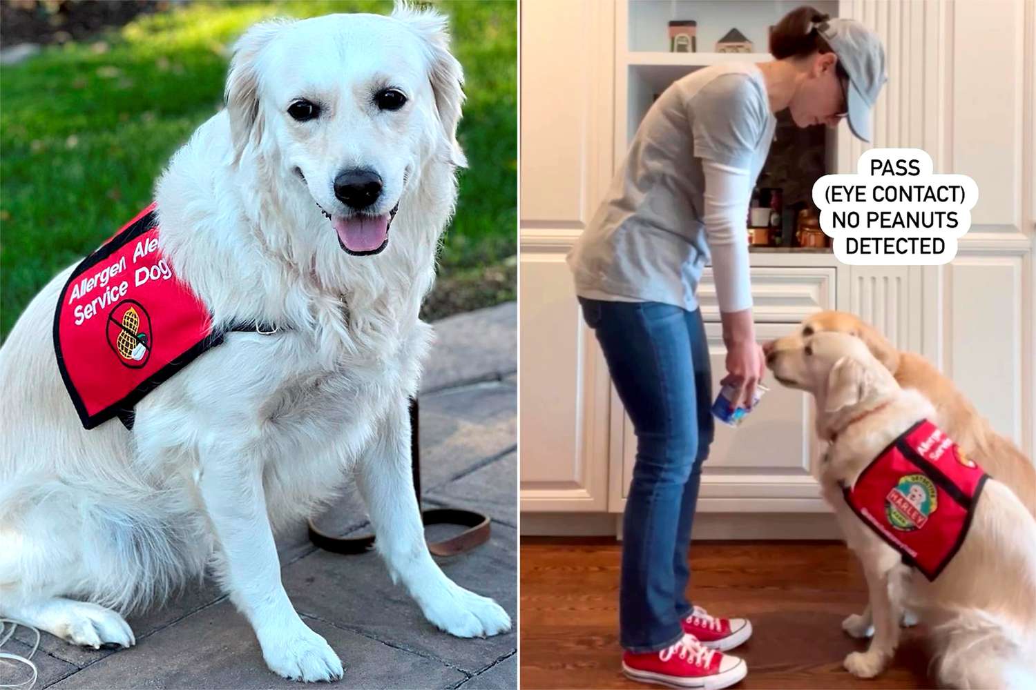 Pies Hero Golden Retriever chroni właściciela z ciężką alergią poprzez wąchanie orzeszków ziemnych