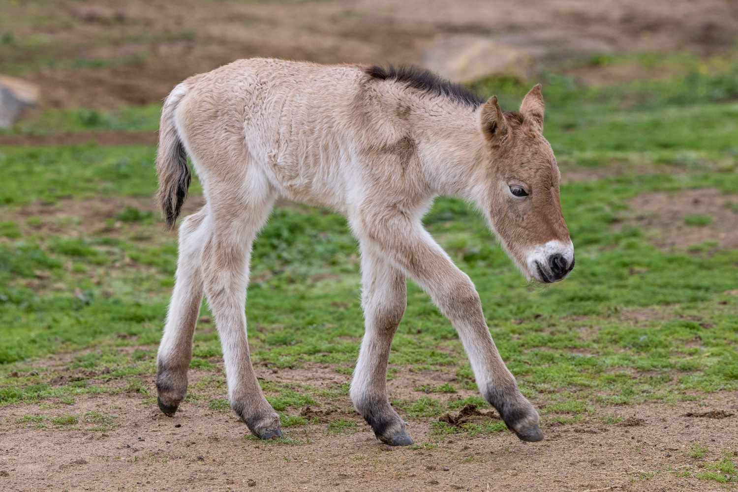 Espécie de cavalo criticamente ameaçada nascida para substituir usando DNA clonado no Zoológico de San Diego
