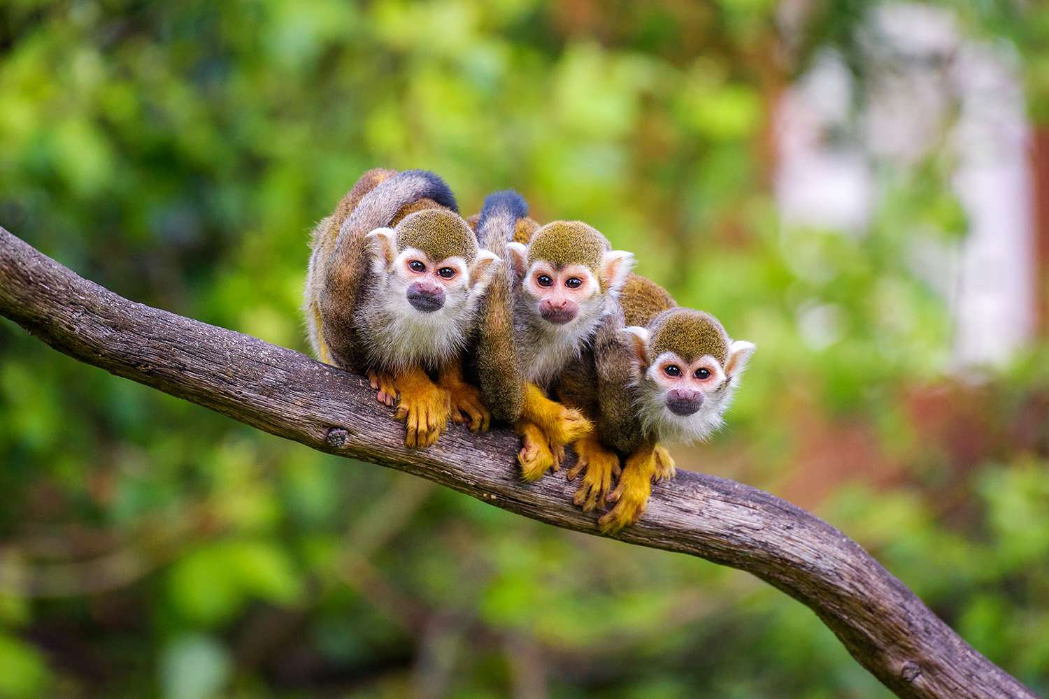 Zgłoszono zaginięcie 12 małp wiewiórek z zoo w Luizjanie po „ukierunkowanej” kradzieży