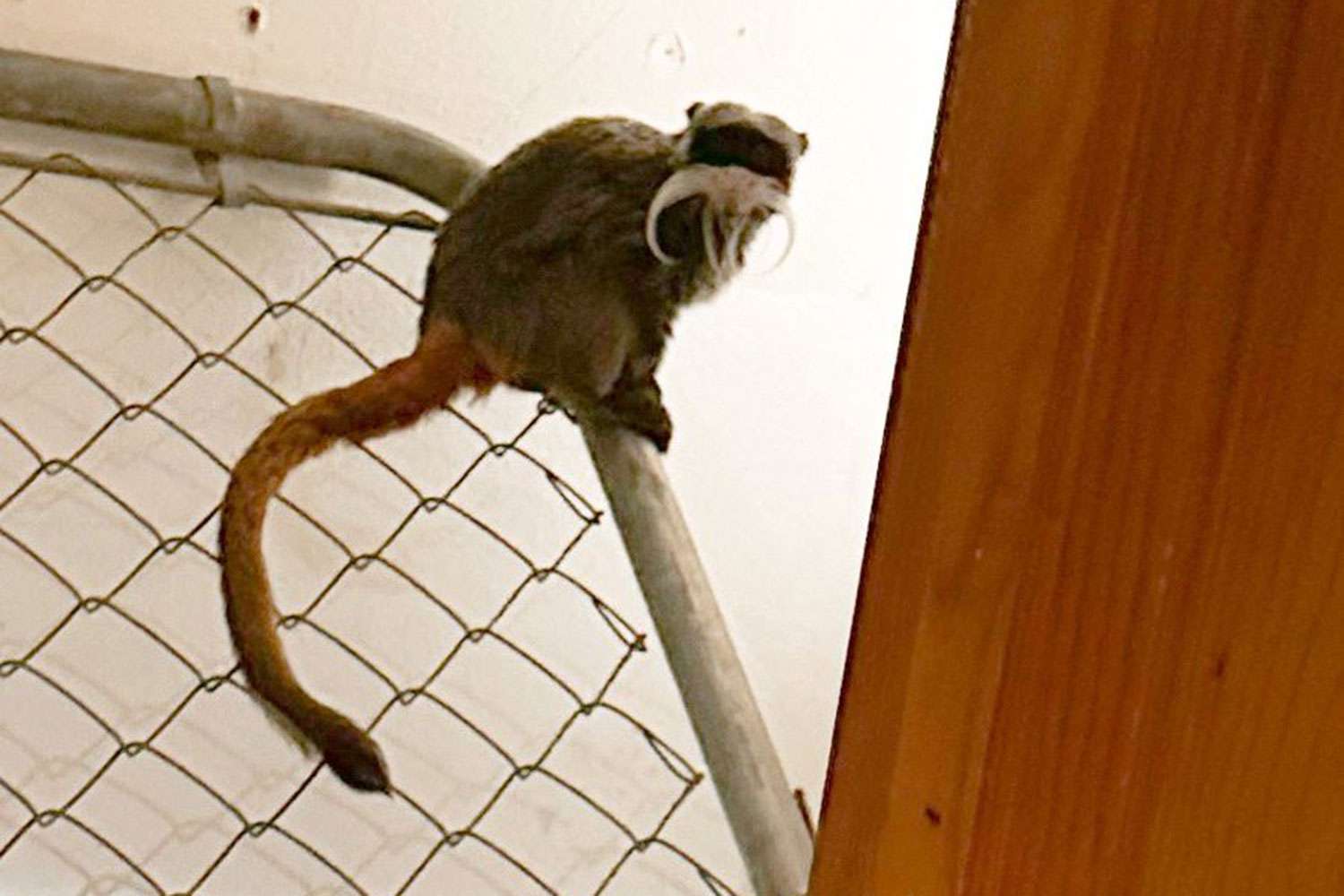 Der Zoo von Dallas gibt „erhebliche Änderungen“ am Sicherheitssystem nach der Bergung vermisster Tamarin-Affen bekannt