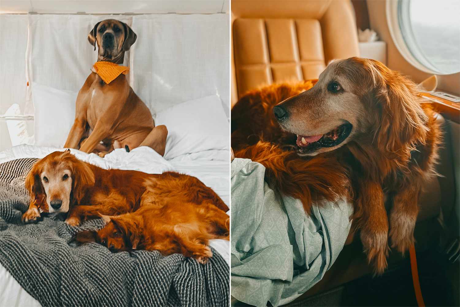 Pareja ahorra $45,000 para llevar a su gran danés, golden retriever y dachshund en un viaje en jet privado