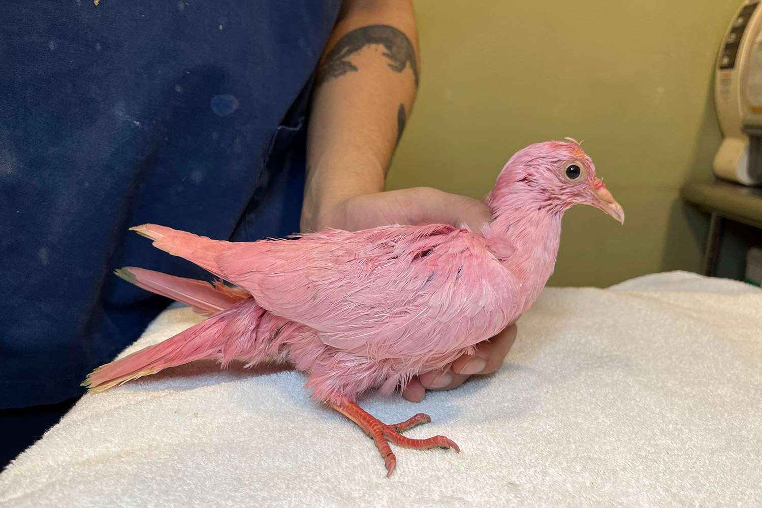 동물 구조대, '고군분투하는' 분홍 비둘기가 뉴욕을 배회한 후 '새를 절대 염색하지 말라'고 경고