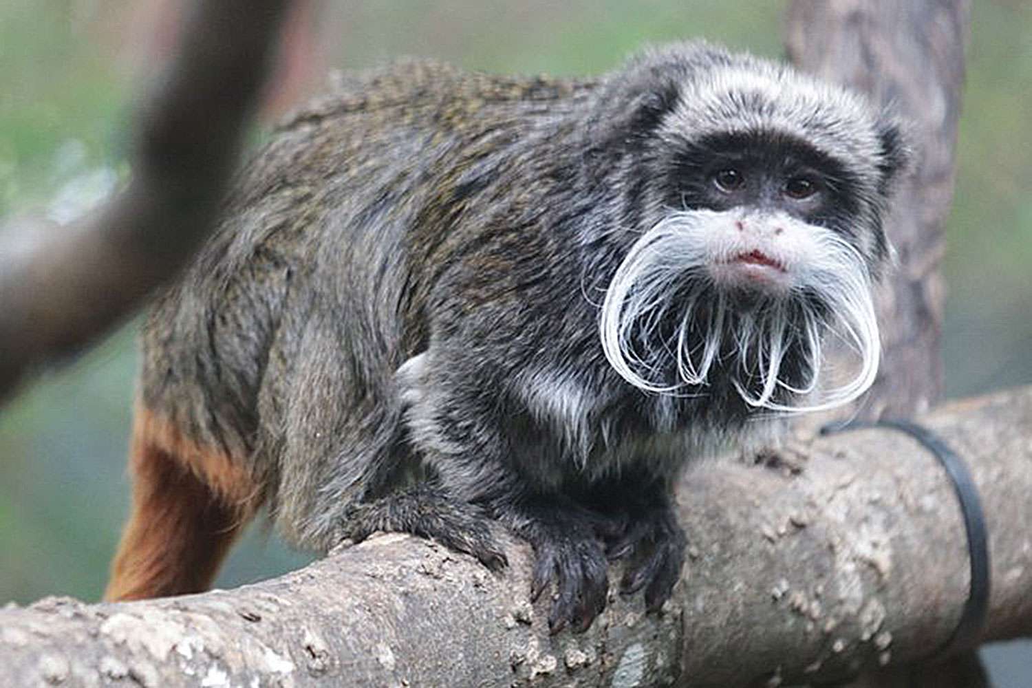 Macacos Tamarin são dados como desaparecidos no zoológico de Dallas, localizados dentro de um armário em uma casa abandonada