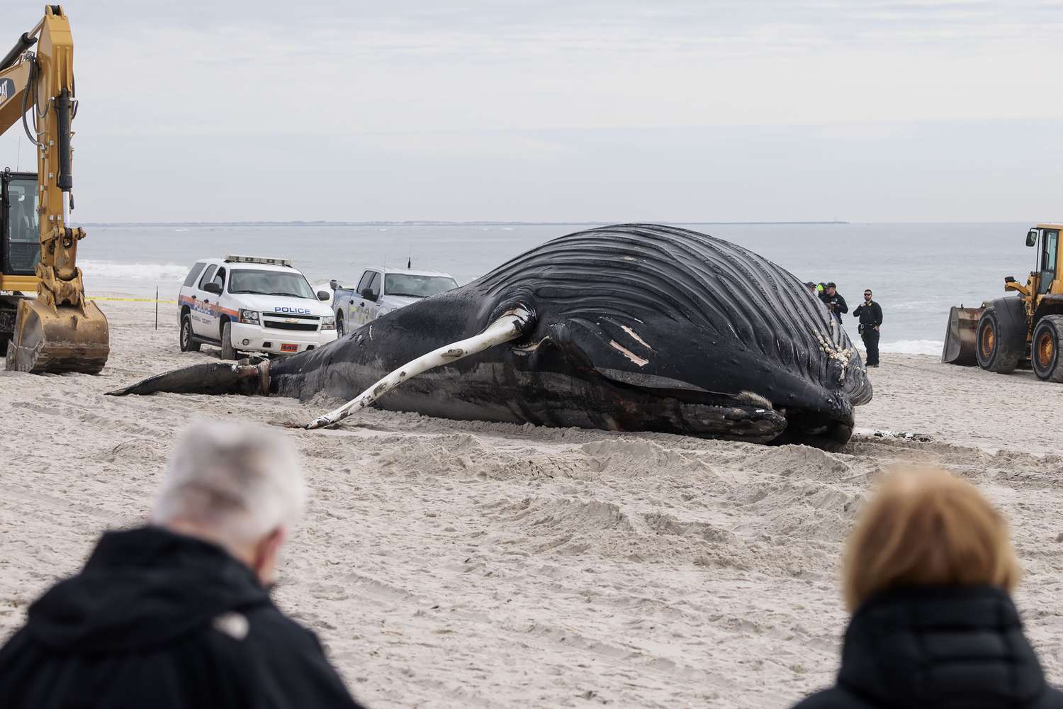 35 pés. Baleia jubarte aparece na praia de Nova York: 'Este é um dia triste'