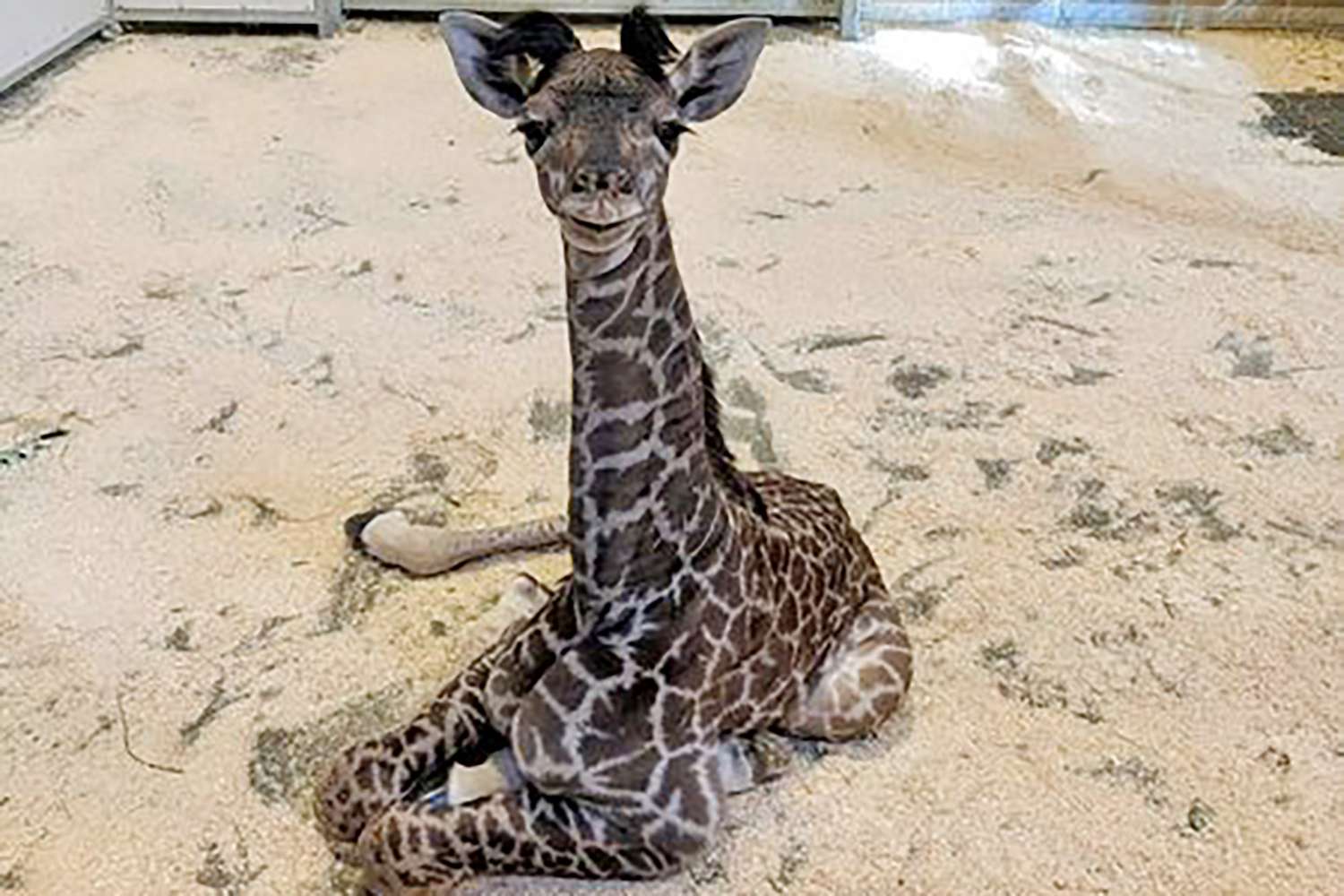 Bebê girafa é recebido no Zoológico de Sacramento: 'Feliz e quentinho com a mamãe'