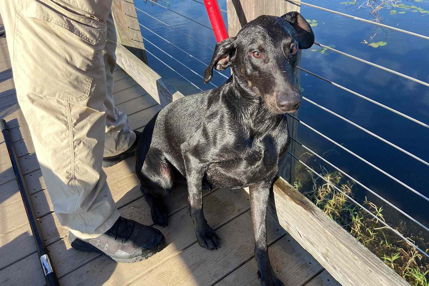 Cachorro da Flórida preso em lagoa é resgatado depois que criança caminhando para a escola vê o animal de estimação angustiado
